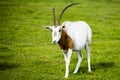 Scimitar-horned Oryx in the wild Royalty Free Stock Photo